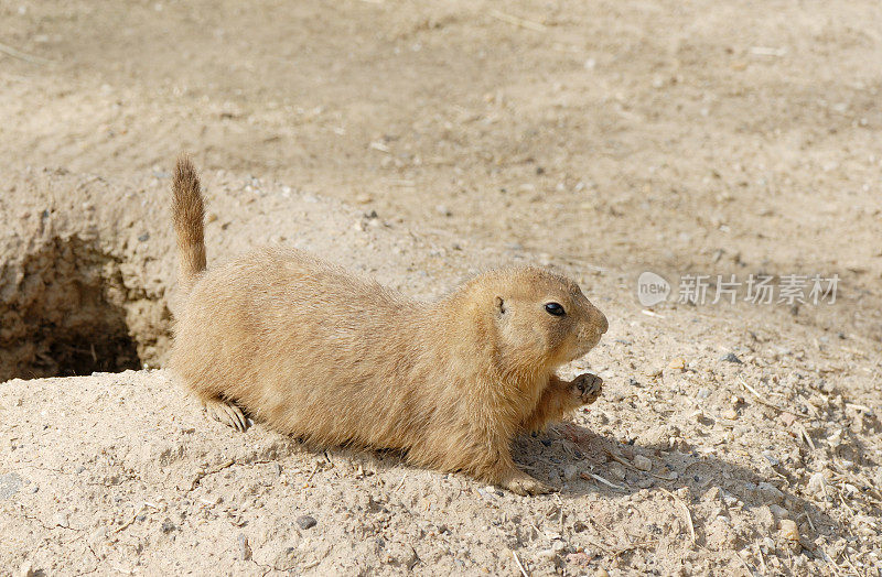 黑尾草原犬(Cynomys ludocianus)